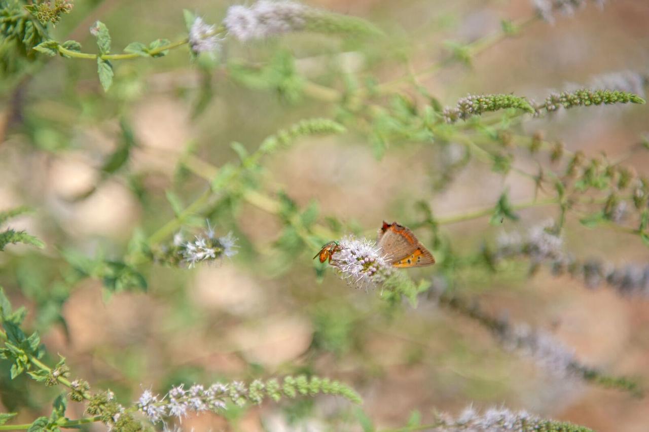 Evangelia Agia Efimia Buitenkant foto